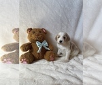 Small Photo #3 Goldendoodle Puppy For Sale in CHESNEE, SC, USA