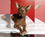 Small #8 Chihuahua Mix