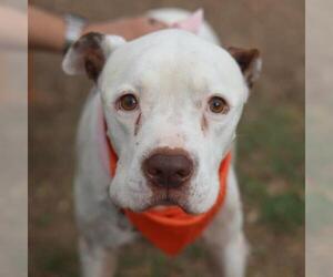 Boxer-Unknown Mix Dogs for adoption in San Antonio, TX, USA