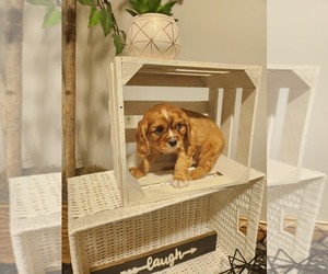 Cavalier King Charles Spaniel Puppy for sale in OWEN, WI, USA