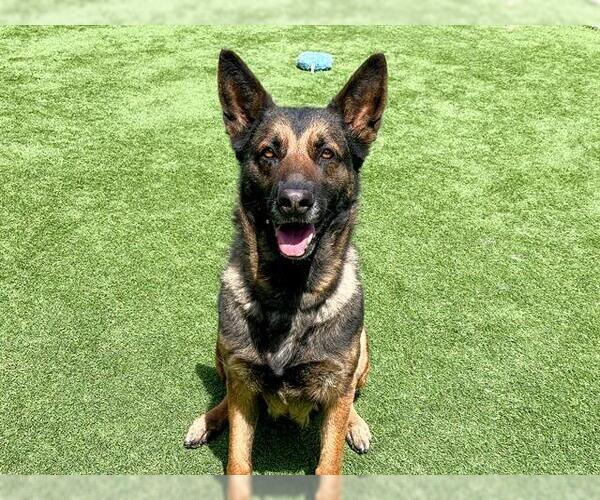 Medium Photo #1 German Shepherd Dog Puppy For Sale in Orange, CA, USA
