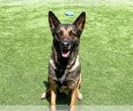 Small German Shepherd Dog