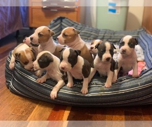 American Staffordshire Terrier Puppy for sale in PORT SAINT LUCIE, FL, USA