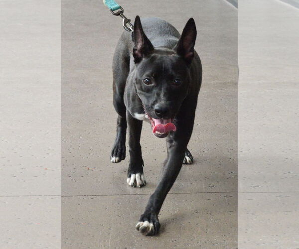 Medium Photo #1 Mutt Puppy For Sale in Royal Palm Beach, FL, USA