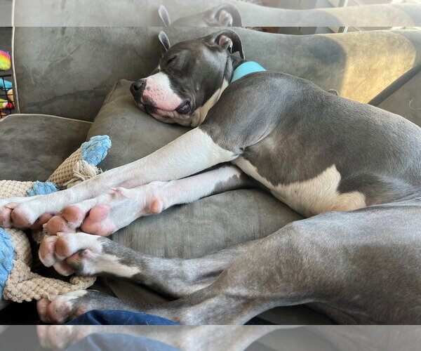 Medium Photo #16 American Bulldog-Unknown Mix Puppy For Sale in St. Louis Park, MN, USA