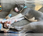 Small #15 American Bulldog Mix