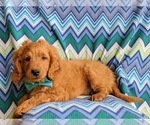 Small #2 Goldendoodle