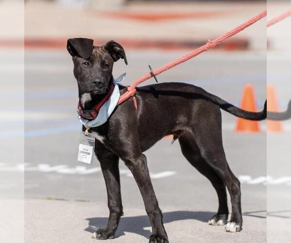 Medium Photo #29 Labrador Retriever-Unknown Mix Puppy For Sale in San Diego, CA, USA