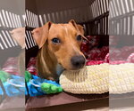 Small Photo #2 Dachshund-Unknown Mix Puppy For Sale in Greenville, SC, USA