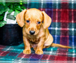 Small #8 Dachshund
