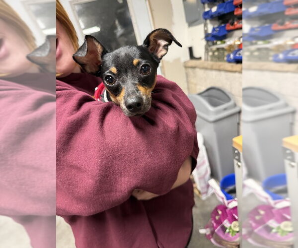 Medium Photo #2 Chipin Puppy For Sale in Shermans Dale, PA, USA