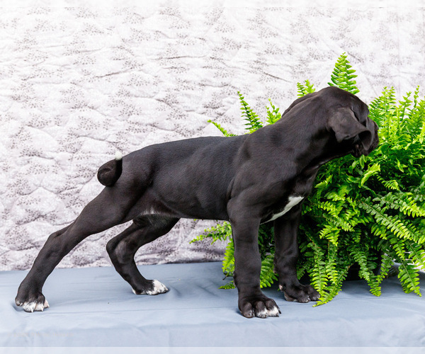 Medium Photo #7 Great Dane Puppy For Sale in WAKARUSA, IN, USA