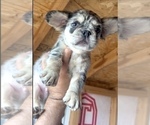 Small Photo #15 French Bulldog Puppy For Sale in TAMPA, FL, USA