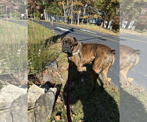 Boxer-Unknown Mix Dogs for adoption in Woodbury, NY, USA