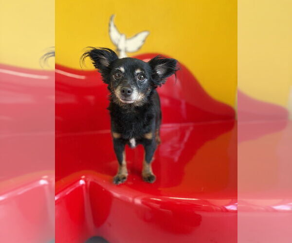 Medium Photo #8 Chion Puppy For Sale in Studio City, CA, USA