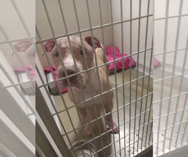 Medium Photo #2 American Staffordshire Terrier Puppy For Sale in Pierceton , IN, USA