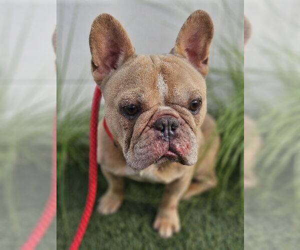 Medium Photo #3 French Bulldog Puppy For Sale in Lake Elsinore, CA, USA
