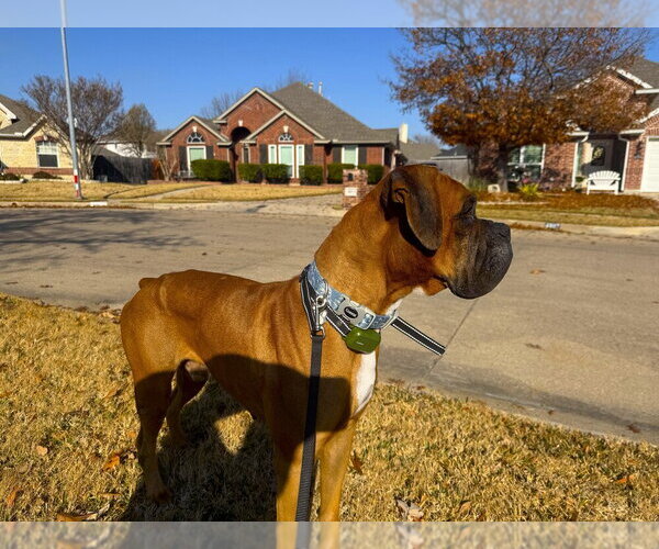 Medium Photo #3 Boxer Puppy For Sale in Austin, TX, USA