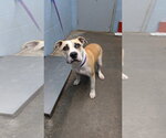 Small Photo #3 Mutt Puppy For Sale in Evansville, IN, USA