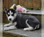 Small Photo #5 Siberian Husky Puppy For Sale in CATAWISSA, PA, USA