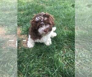 Havanese Puppy for sale in ADA, MI, USA