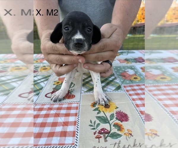 Medium Photo #9 German Shorthaired Pointer Puppy For Sale in ARGONNE, WI, USA