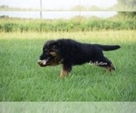 Small #3 German Shepherd Dog