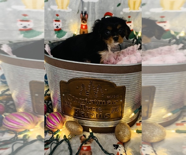 Full screen Photo #5 Cavalier King Charles Spaniel Puppy For Sale in CINCINNATI, OH, USA