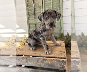 Great Dane Puppy for sale in MIDDLEBURY, IN, USA