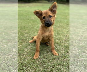 Collie-Unknown Mix Dogs for adoption in PIPE CREEK, TX, USA