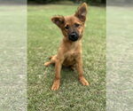 Small Collie Mix