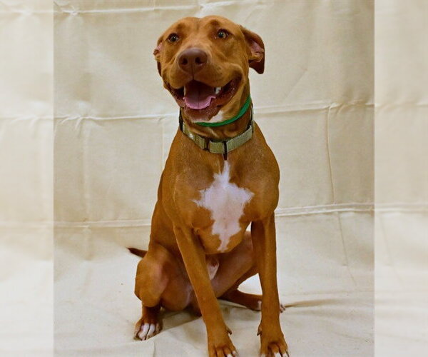 Medium Photo #2 American Pit Bull Terrier-Unknown Mix Puppy For Sale in Ocala, FL, USA