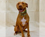 Small #1 American Pit Bull Terrier Mix
