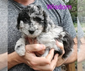 Aussiedoodle Puppy for Sale in MARION, Texas USA