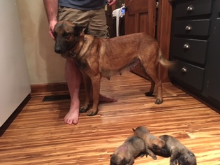 Mother of the Malinois puppies born on 02/23/2017