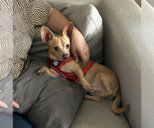 Medium Photo #2 Chihuahua Puppy For Sale in San Jose, CA, USA