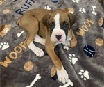 Small #1 Boxer