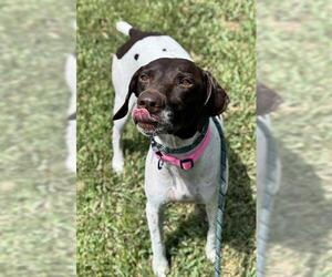 German Shorthaired Pointer Dogs for adoption in Fort Lauderdale, FL, USA