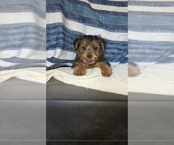 Medium Photo #45 Yorkshire Terrier Puppy For Sale in BENSON, NC, USA