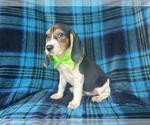 Small #4 Beagle