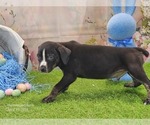 Small #6 Catahoula Leopard Dog