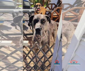 Great Dane Dogs for adoption in Bullard, TX, USA