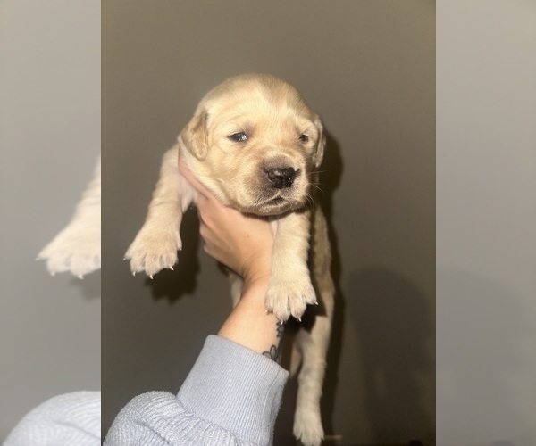 Medium Photo #23 Golden Retriever Puppy For Sale in CONCORD, VA, USA