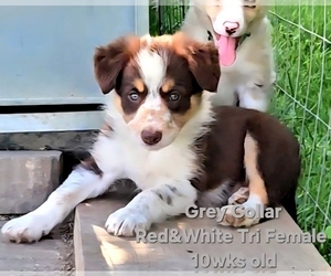 Border Collie Puppy for Sale in BYBEE, Tennessee USA