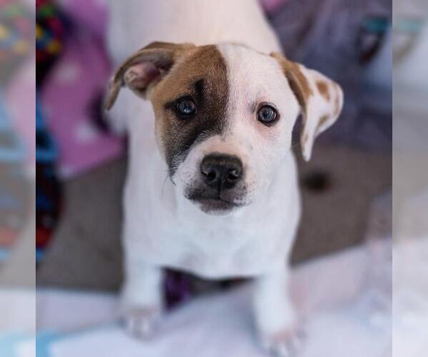 Medium Photo #5 Boxer-Unknown Mix Puppy For Sale in San Diego, CA, USA