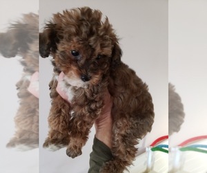 Poodle (Toy) Puppy for sale in CARY, NC, USA