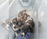 Small #15 American Pit Bull Terrier