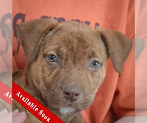 American Staffordshire Terrier-Vizsla Mix Dogs for adoption in Huntley, IL, USA