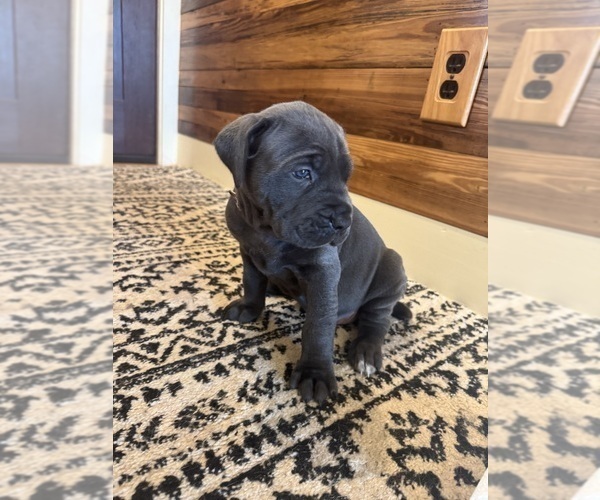 Medium Photo #4 Cane Corso Puppy For Sale in BARBOURSVILLE, VA, USA