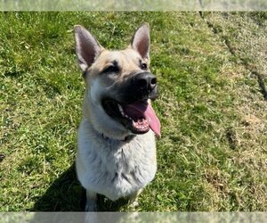 Akita-Unknown Mix Dogs for adoption in McKinleyville, CA, USA